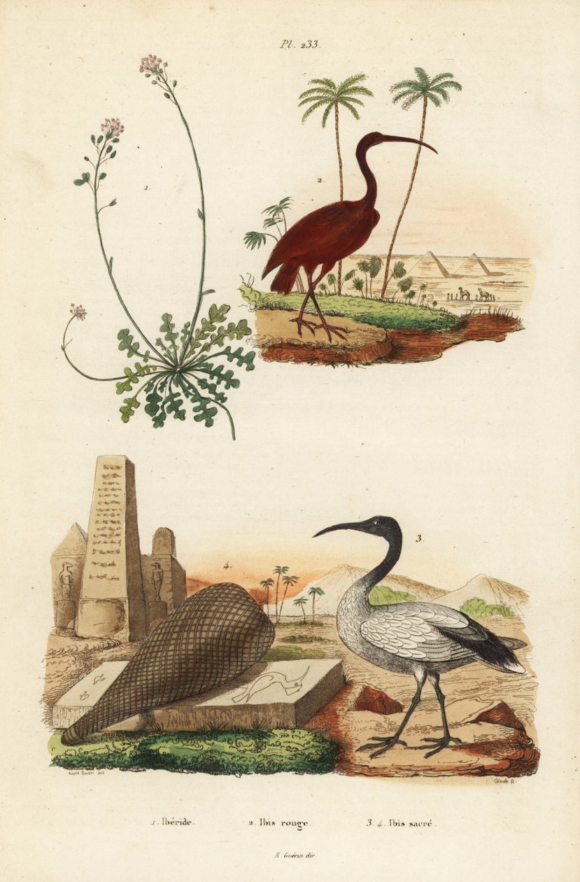 Scarlet ibis, Eudocimus rubus 2, afrikansk hellig ibis, Threskiornis aethiopicus 3,4 og candytuft, Iberis sempervirens av Unbekannt