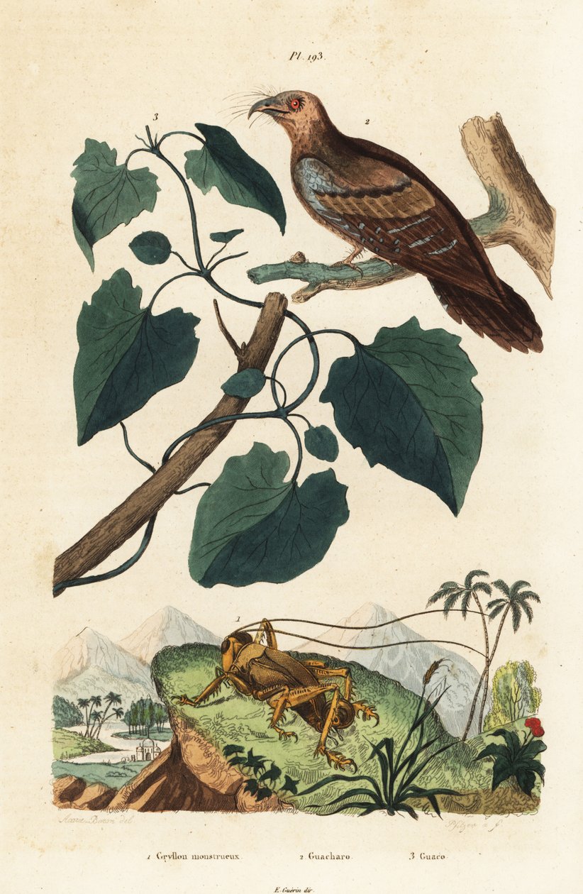Schizodactylus monstrosus cricket 1, oilbird, Steatornis caripensis 2, og Mikania guaco vine 3 av Unbekannt