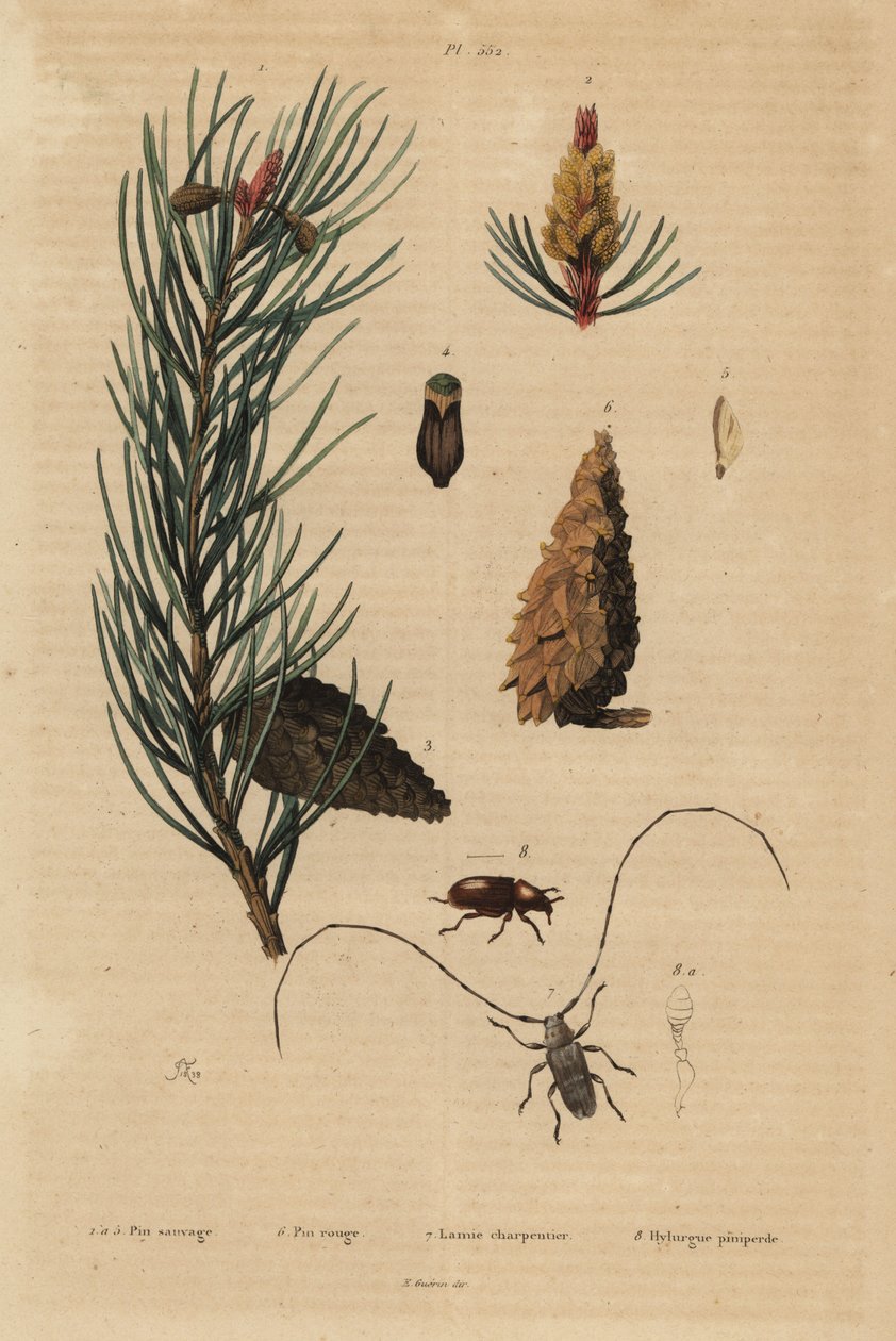 Skovfuru, Pinus sylvestris 1-5, og rød- eller furu, Pinus resinosa 6, veverbille, Lamia textor 7 og furubille, Tomicus piniperda 8 av Unbekannt