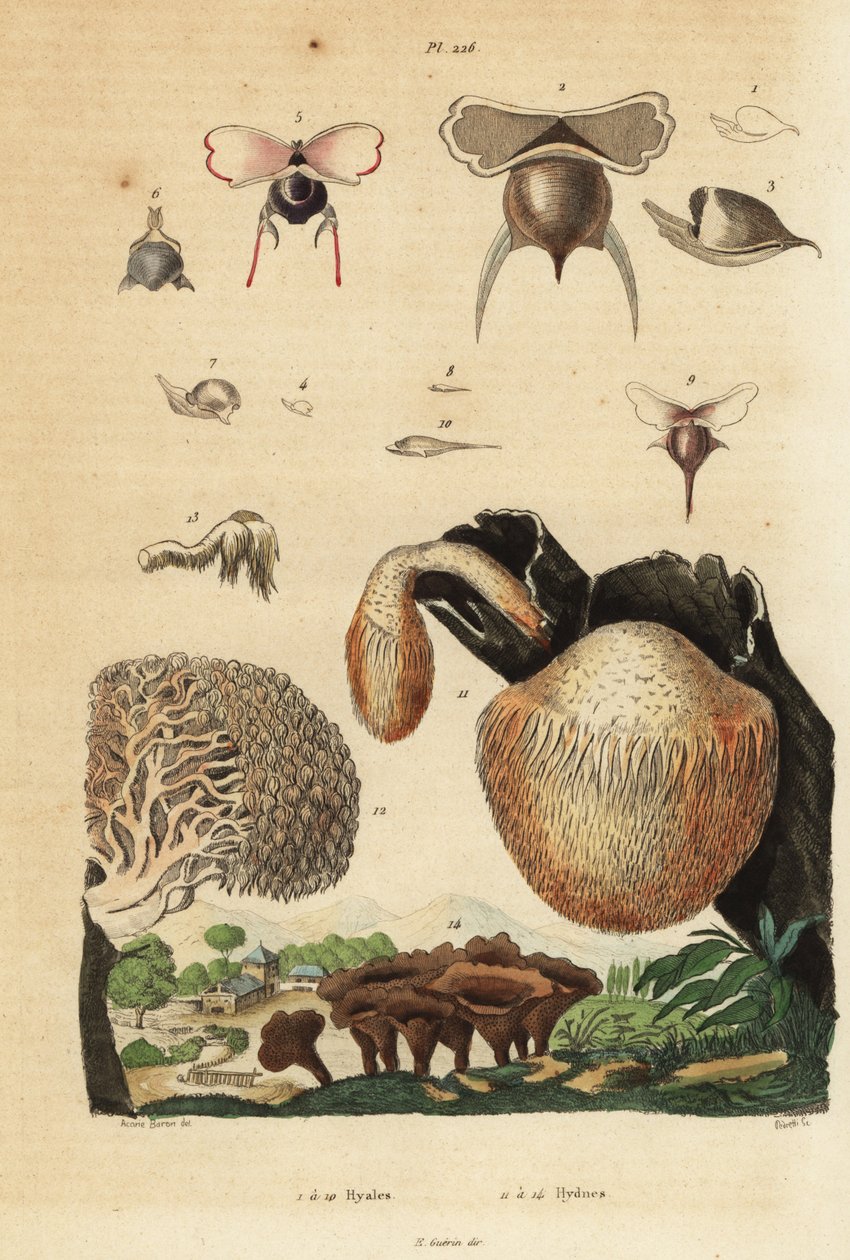 Sjøsnegler, Diacavolinia limbata og Diacria trispinosa 1-10, og Hydnum-sopp, pinnsvinsopp, Hydnum repandum 14, koralltannsopp, Hericium coralloides 12 osv. av Unbekannt