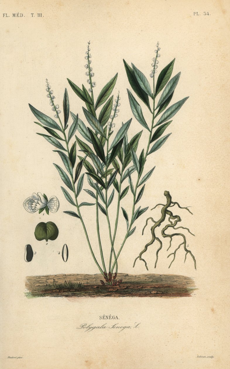 Seneca slangerot eller klapperslangerot, Polygala senega, Senega av Unbekannt