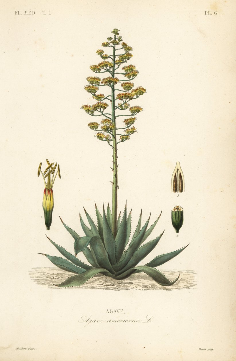 Sentry plante, århundre plante, maguey eller amerikansk aloe, Agave americana, Agave av Unbekannt