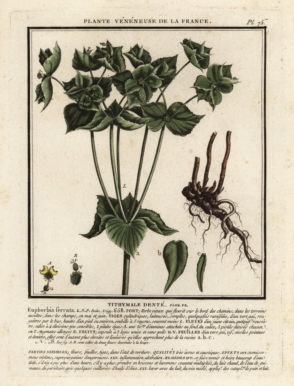 Sagnet spurge, Euphorbia serrata. av Unbekannter Künstler