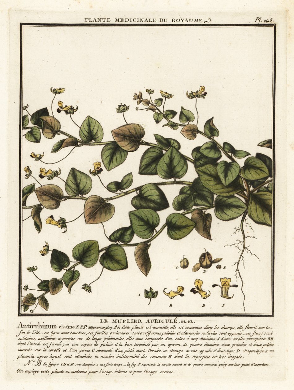 Sharpleaf cancerwort, Kickxia elatine. av Unbekannter Künstler