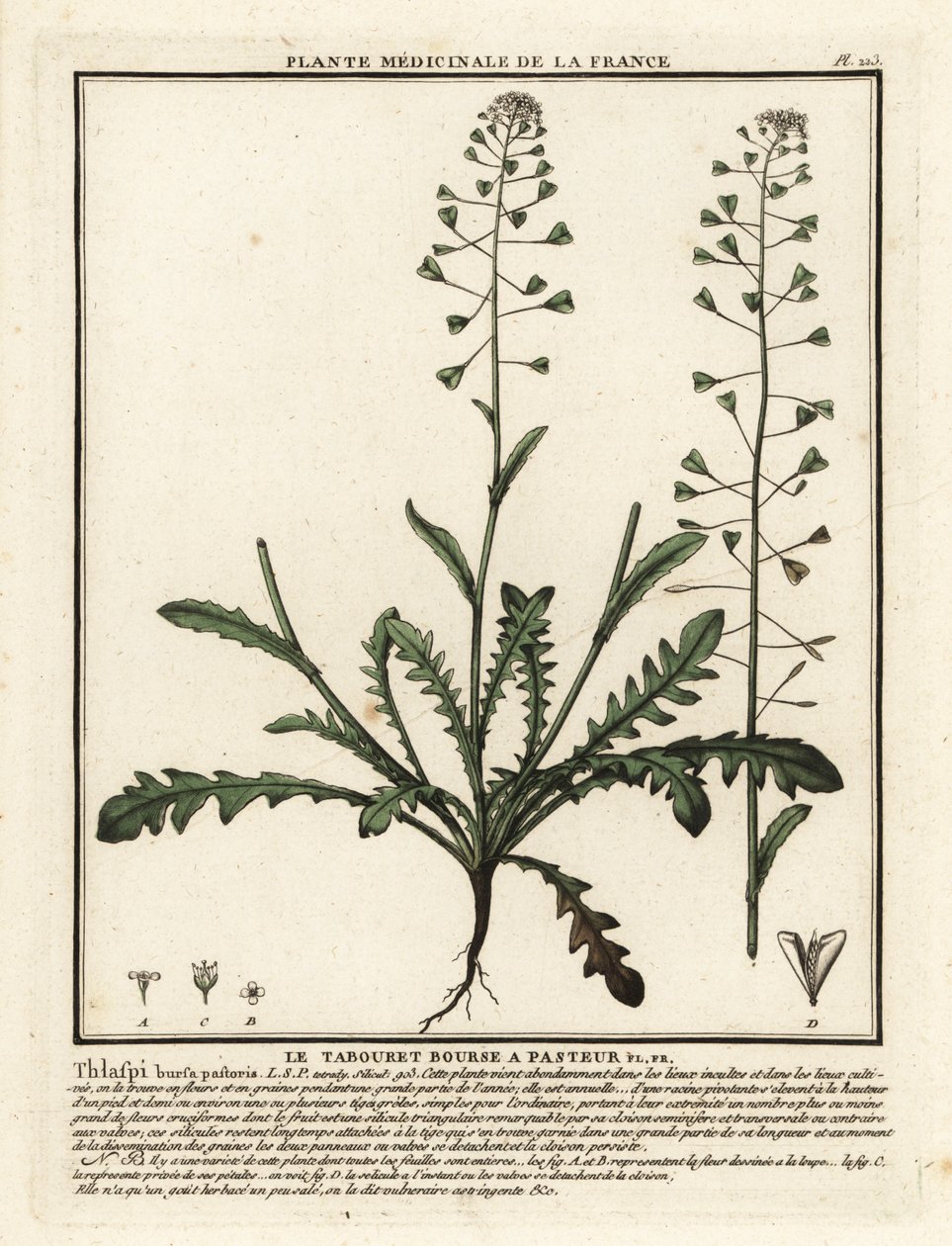 Hyrdeveske, Capsella bursa-pastoris. av Unbekannter Künstler