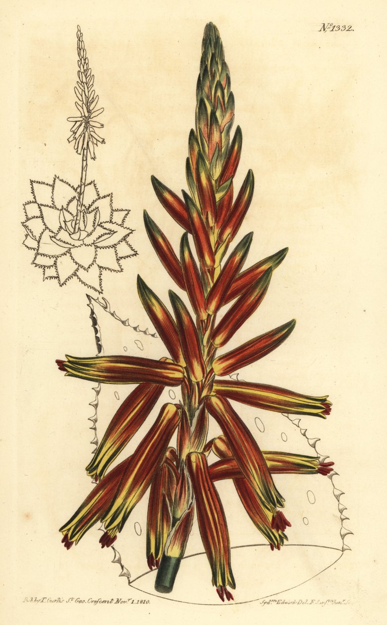 Short leaved aloe, Aloe brevifolia var av Unbekannt
