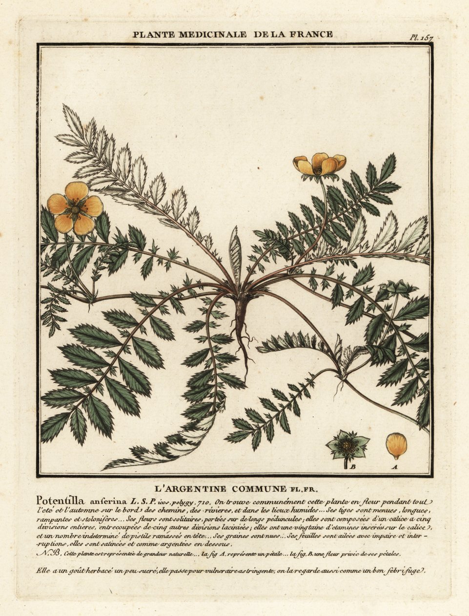 Silverweed, Potentilla anserina.    1376548   no       norwegian Successfully Translated  Original: View of the Ponte Rotto, Rome Translat: View of the Ponte Rotto, Rome 1307356 no norwegian Successfully Translated Original: Feeling: A Barber Treating a Ma av Unbekannter Künstler