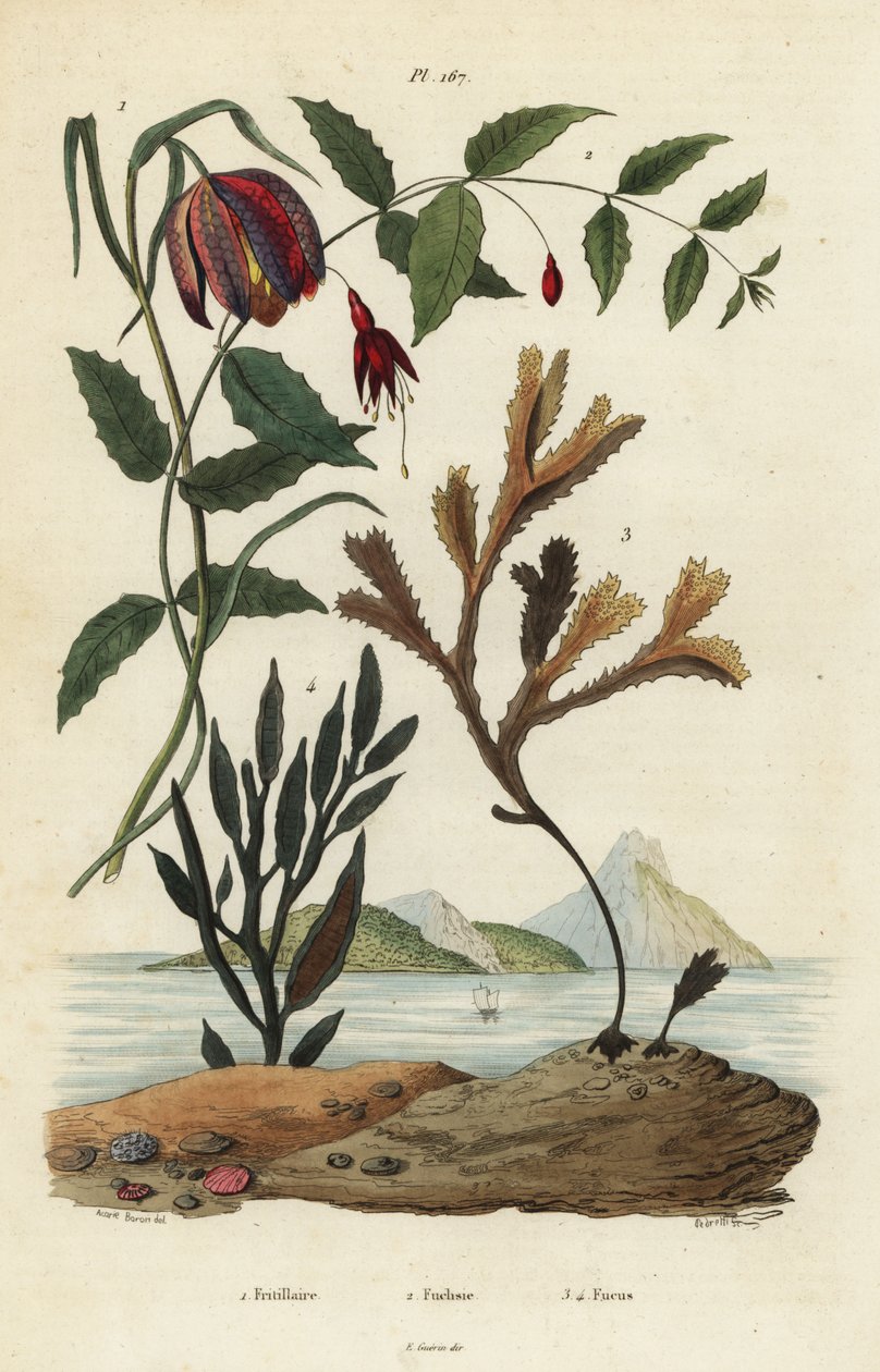 Slangehodefritillary, Fritillaria meleagris 1, kolibrifuchsia, Fuchsia magellanica 2, tanntang, Fucus serratus 3 og Fucus siliqueux 4. Fritillaire, Fuchsie, Fucus av Unbekannt