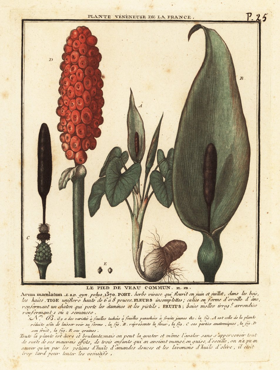 Slangehode, Arum maculatum. av Unbekannter Künstler