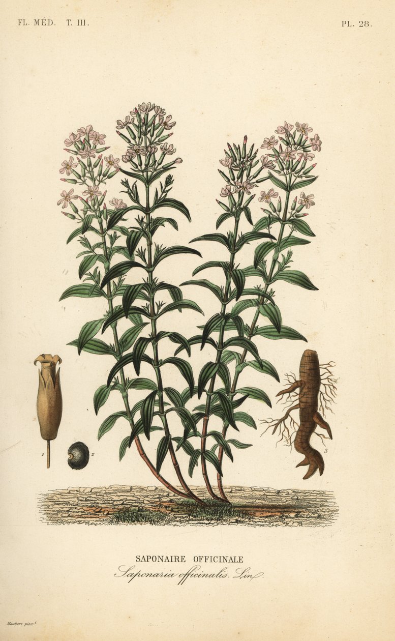 Såpeurt eller såpegress, Saponaria officinalis, Saponaire officinale av Unbekannt