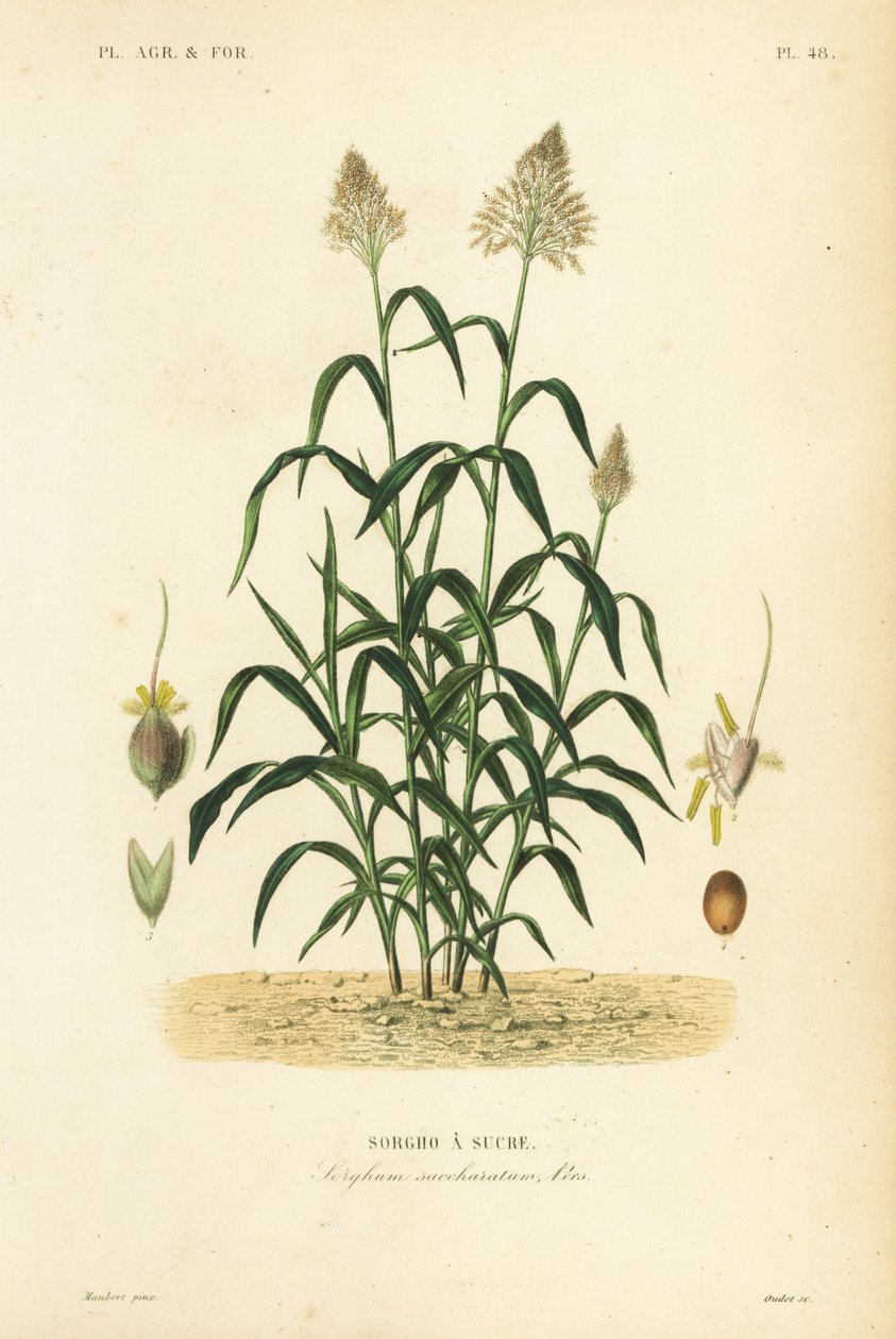 Sarghum Grass, Great Hirse, Durr, Jowari Or Milo, Sarghum Biklar, Sarghum Sancharatum, Sarghum A Sukra av Unbekannt