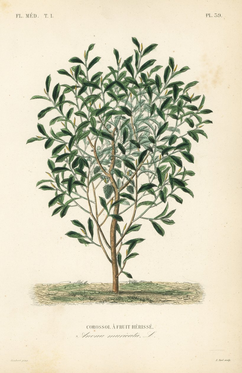 Soursop, graviola eller guyabano tre, Annona muricata, Corossol a fruit herisse av Unbekannt
