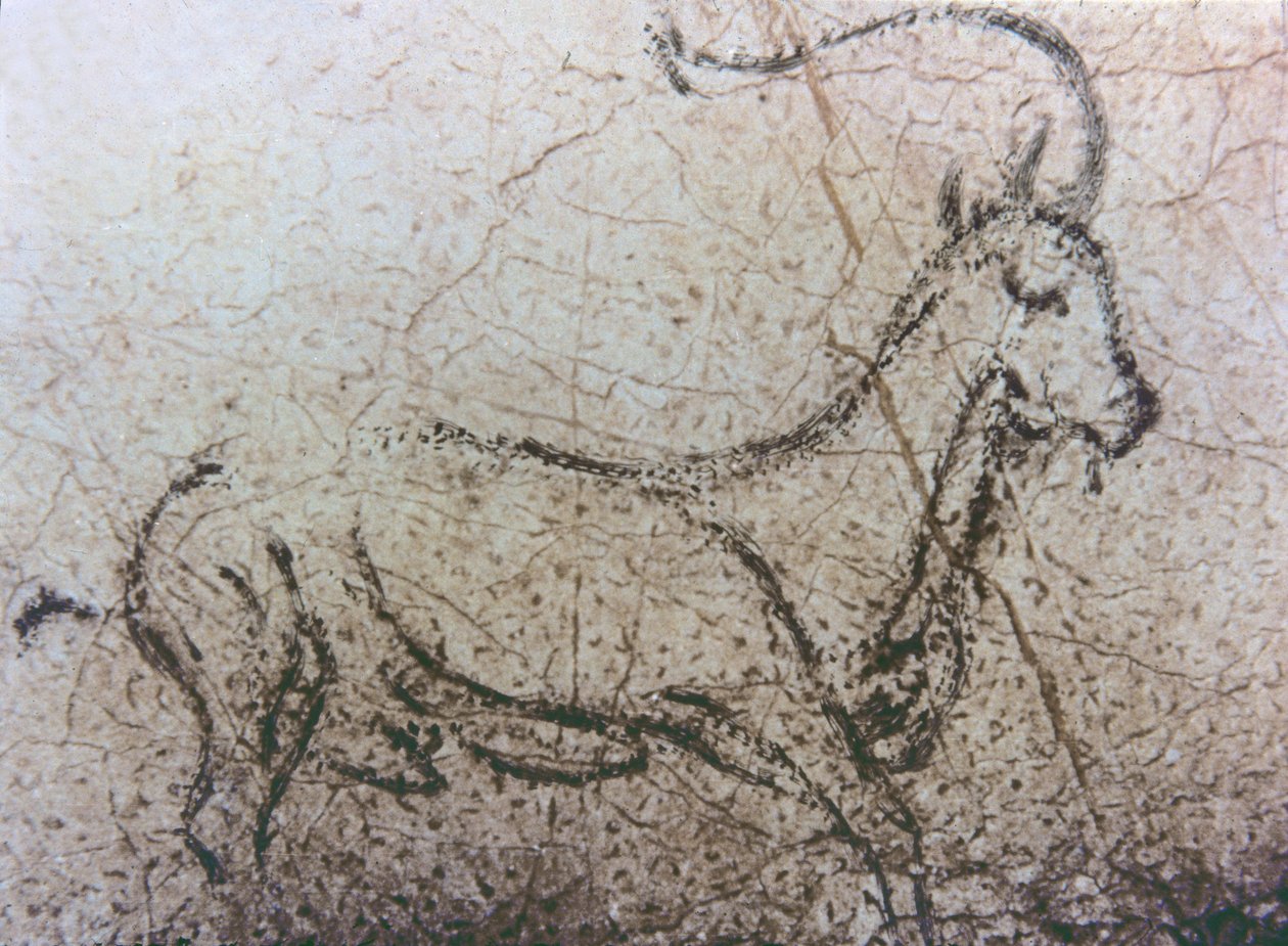 Spansk barnepike-geit, paleolittisk periode, ca. 40000-12000 f.Kr. (fjellmaleri) av Unbekannter Künstler