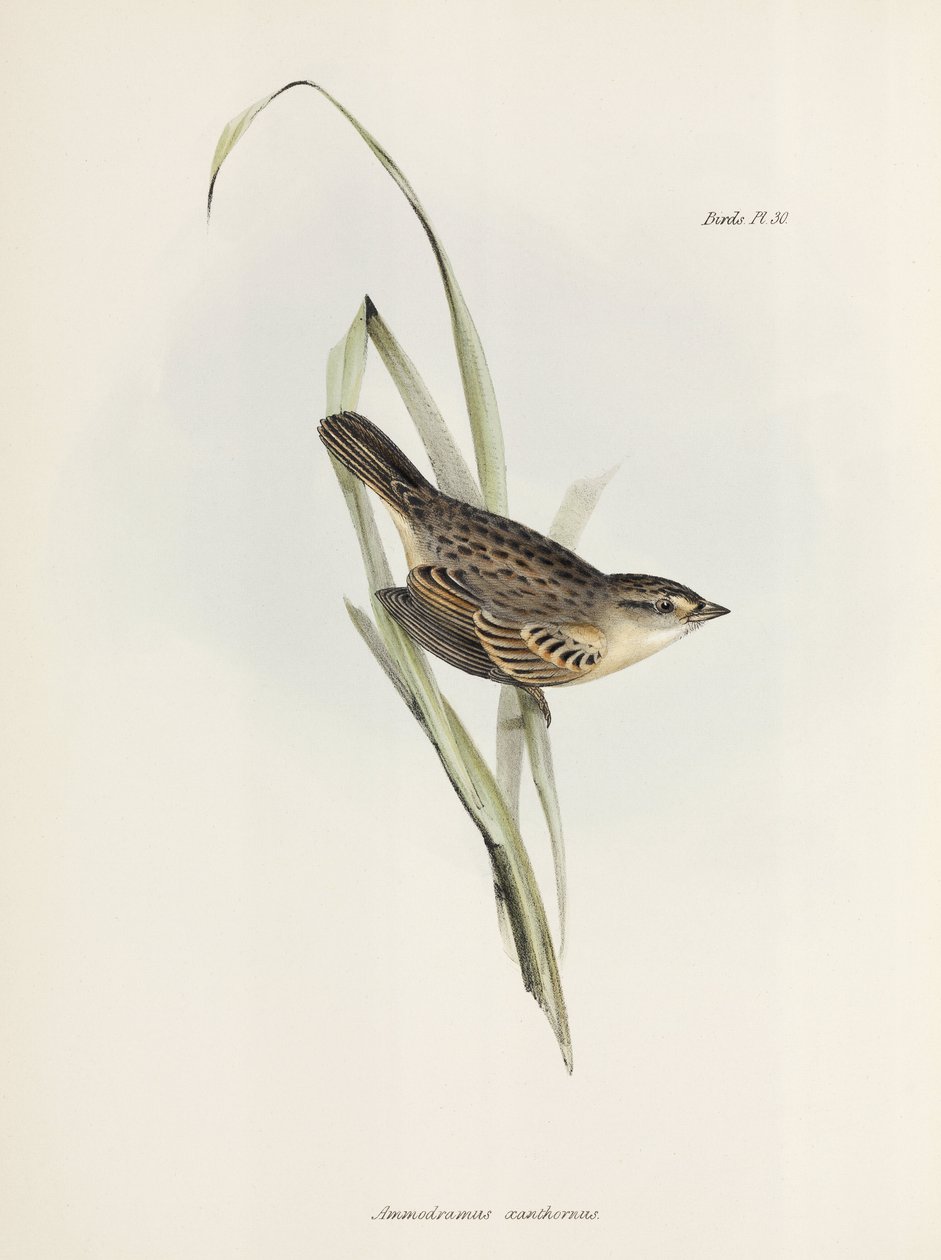 Spurv eller fink, c 1832-1836 av Unbekannter Künstler