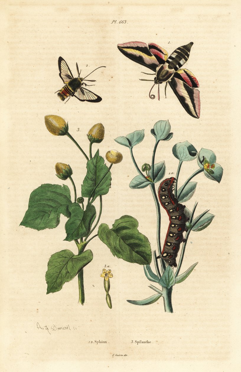 Spurge hauk-møll, Hyles euphorbiae og larve 1, hornet møll, Sesia apiformis 2 og tannpineplante, Spilanthes-arter av Unbekannt