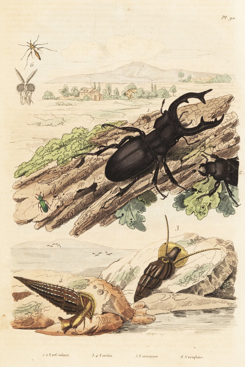 Hjortebille, Lucanus hjort 1, Cerithium sulcatum og Rhinoclavis grove bløtdyr 3,4, Cerocoma elateroides 5 og Keroplatus tipuloides veps 6 av Unbekannt