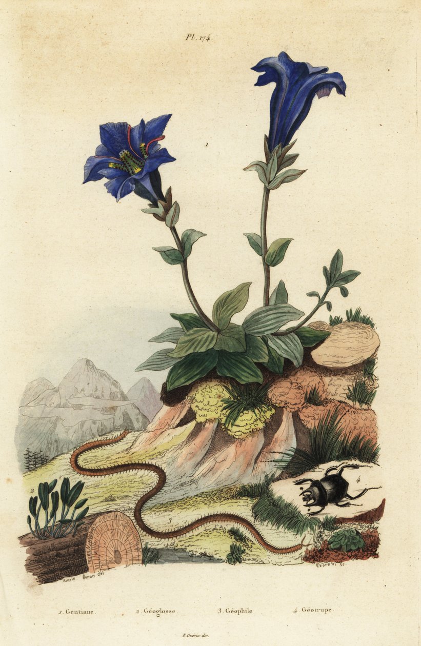 Stengelløs gentian, gentian acaulis 1, Clavaria ophioglossoides 2, tusenbein, Geophilus walckenaerii 3 og skarabee, Geotrupes momus 4 av Unbekannt
