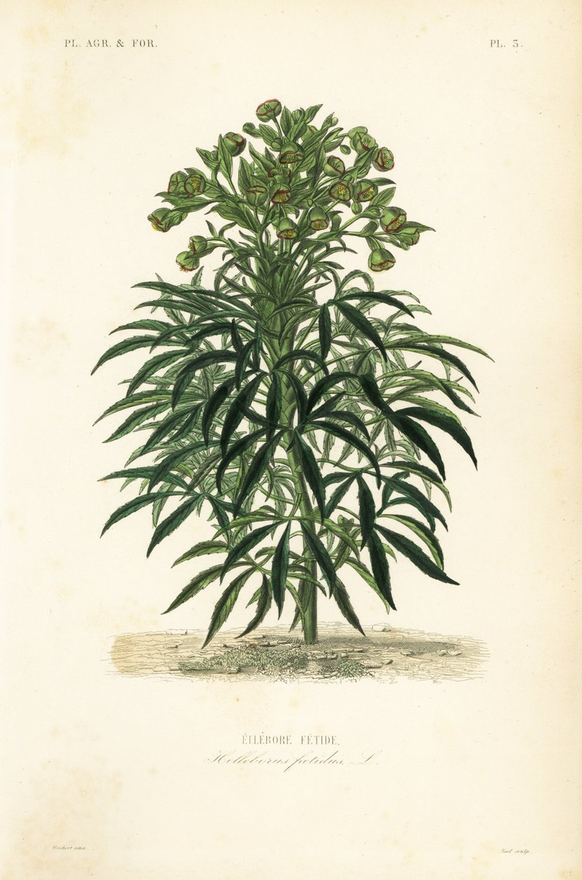Stinkende hellebore, Helleborus foetidus, Hellebore fetide av Unbekannt