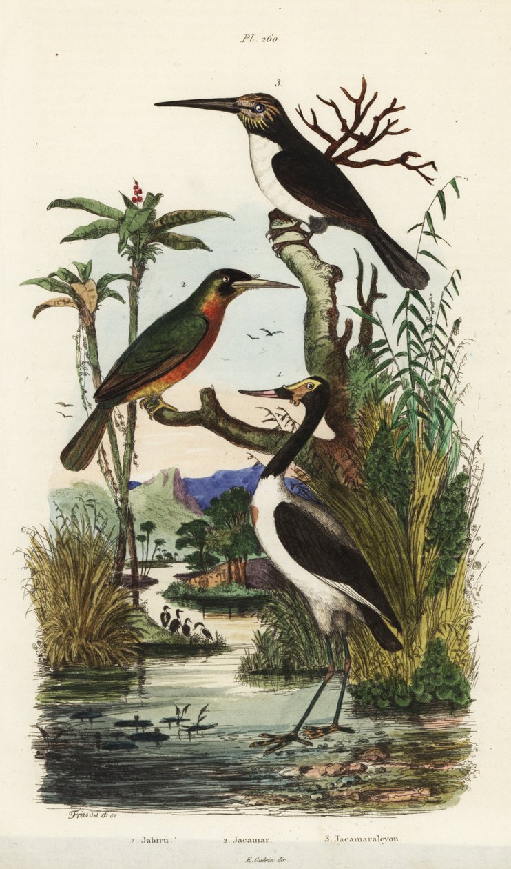 Stork, Jabiru mycteria, rufous-tailed jacamar, Galbula ruficauda og tretået jacamar, Jacamaralcyon tridactyla av Unbekannt