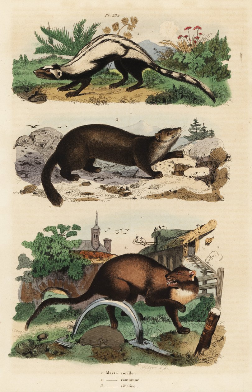 Stripet stangkatt, Ictonyx striatus 1, furumør, Martes martes 2 og sobel, Martes zibellina 3 av Unbekannt