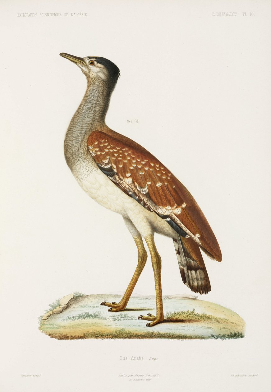 Sudan bustard, Algerie av Unbekannter Künstler