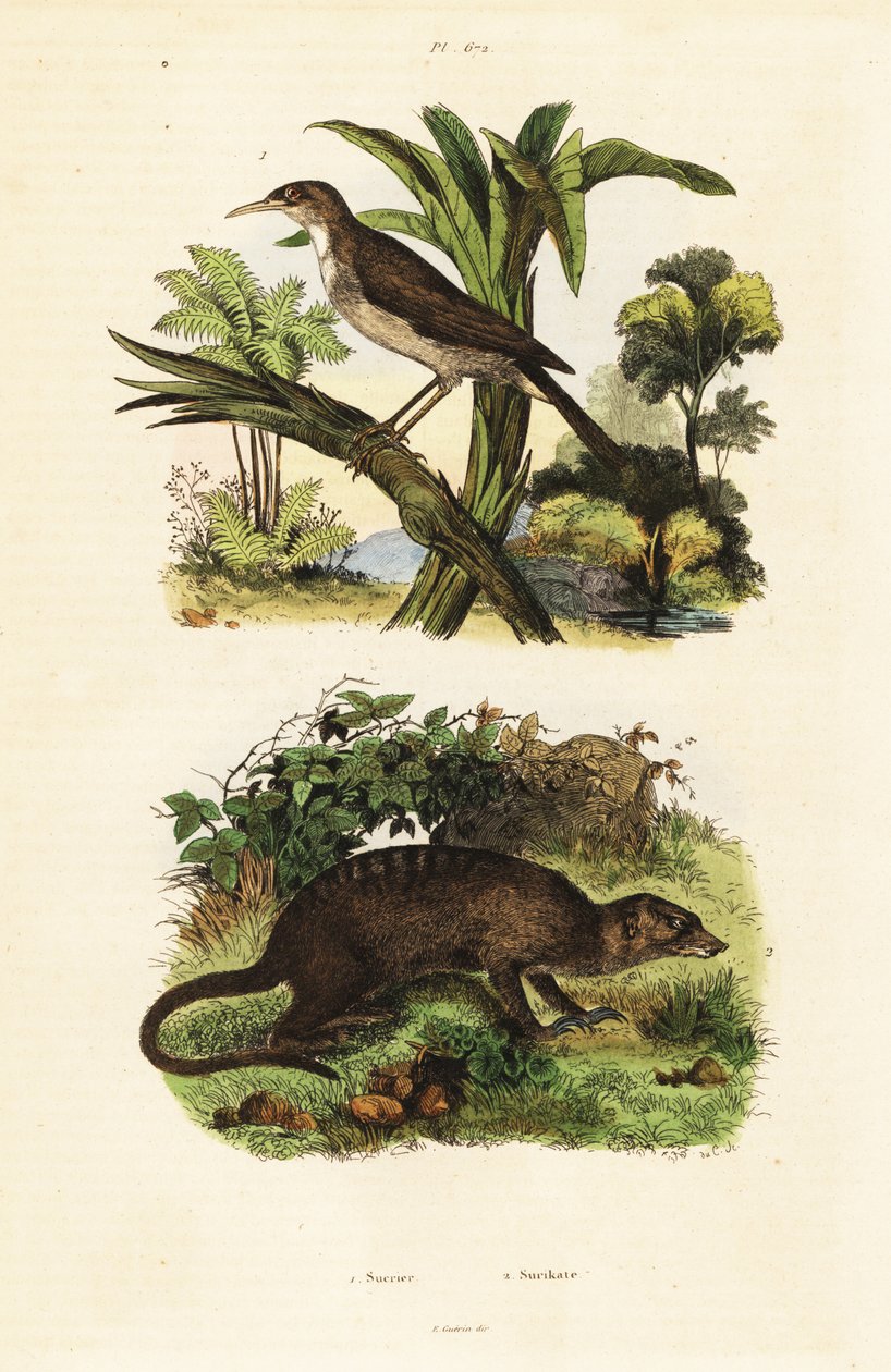 Sunbird og surikat., 1834-1839 (gravering) av Unbekannter Künstler