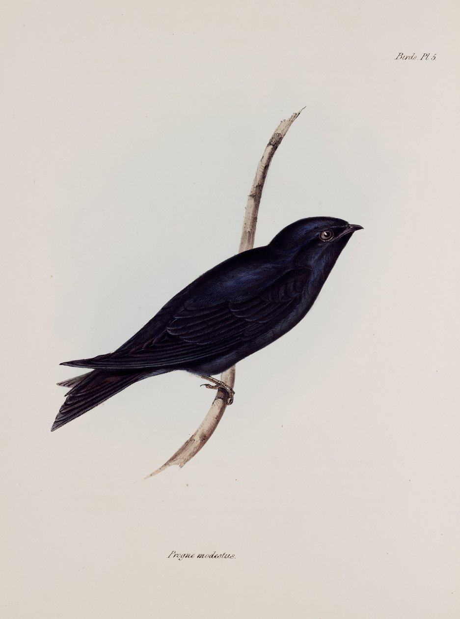 Swallow or Martin, Sør-Amerika, c 1832-1836 av Unbekannt