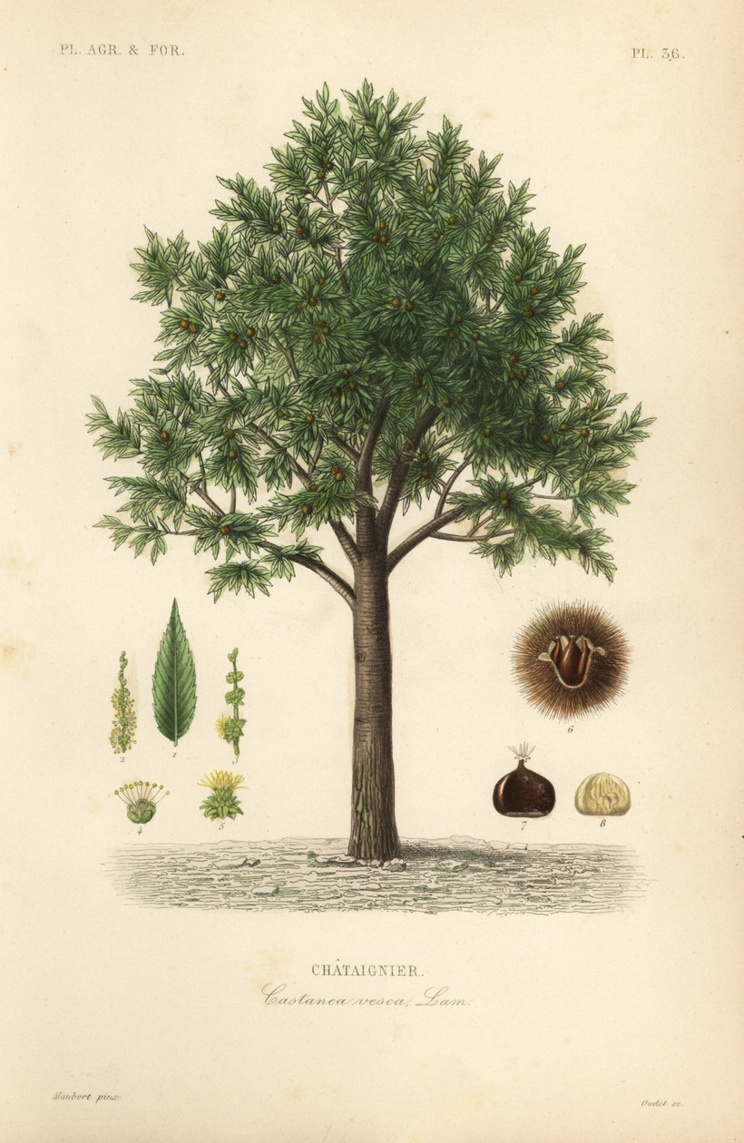 Søt kastanje, Castanea sativa, Castanea vesca, Chataignier av Unbekannt