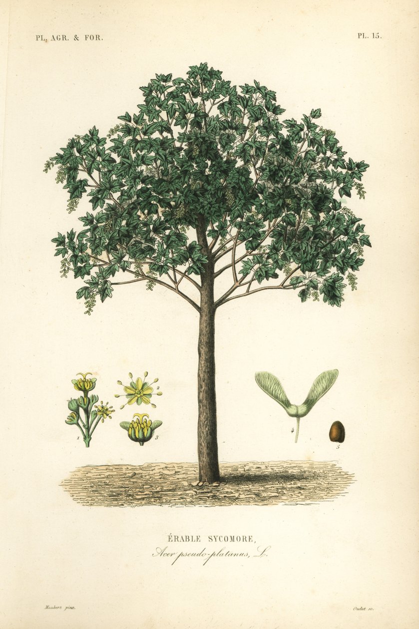Sycamore lønnetre, Acer pseudoplatanas, Erable sycomore av Unbekannt