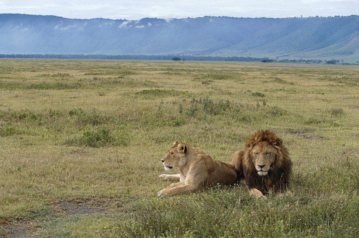 Tanzania, Ngorongoro verneområde, løver (Pantera leo) av Benjamin Baud
