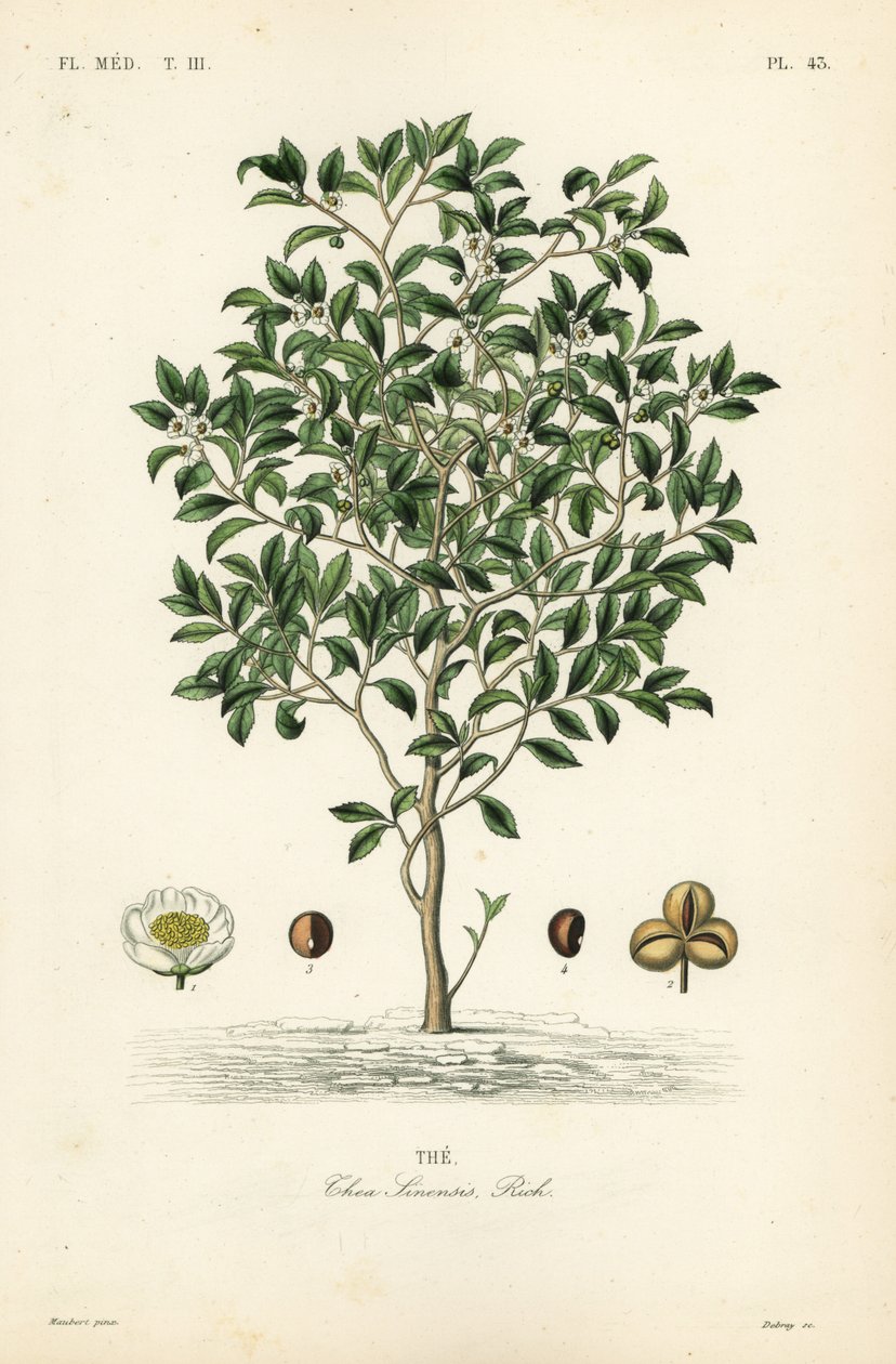 Tea tree eller teplante, Camellia sinensis, Thea sinensis, den av Unbekannt