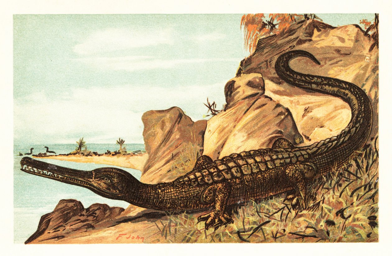 Teleosaurus cadomensis, utdødd art av marin krokodille.1908 (litografi) av Unbekannter Künstler