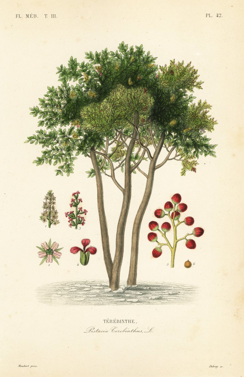 Terebinth eller terpentintre, Pistacia terebinthus, Terebinthe av Unbekannt
