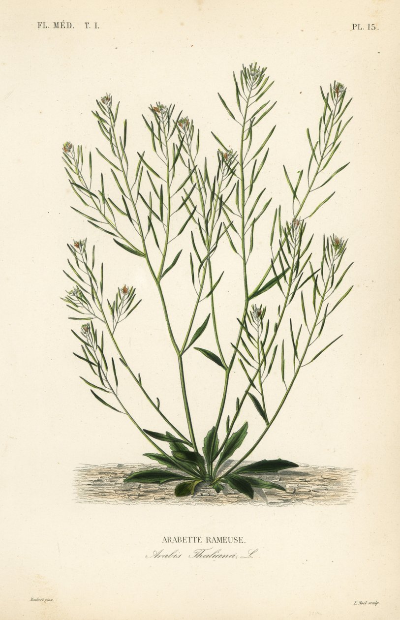 Thalekarse, museørekarse eller arabidopsis, Arabidopsis thaliana, Arabis thaliana, Arabette rameuse av Unbekannt