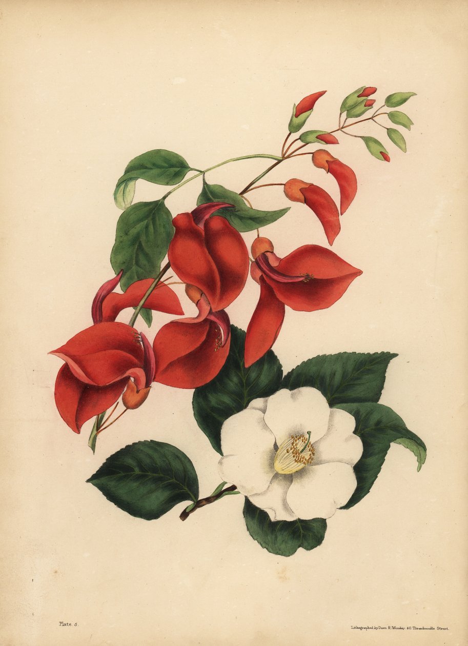 Hanekam koralltre, Erythrina crista-galli, singularitet; Enkelt hvitblomstret Camellia eller Japan Rose, Camellia japonica, Beauty er din eneste attraksjon av Unbekannt