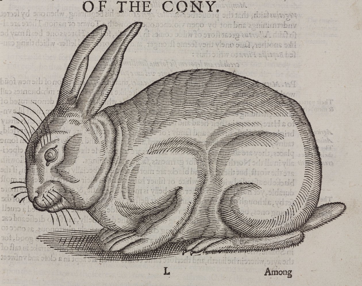 The Cony av Unbekannt