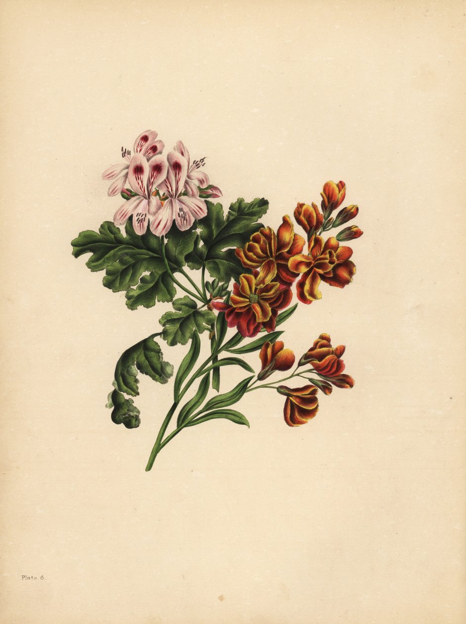 The Helen Geranium, Preference; Hagemurblomsten, Troskap i ulykke av Unbekannt