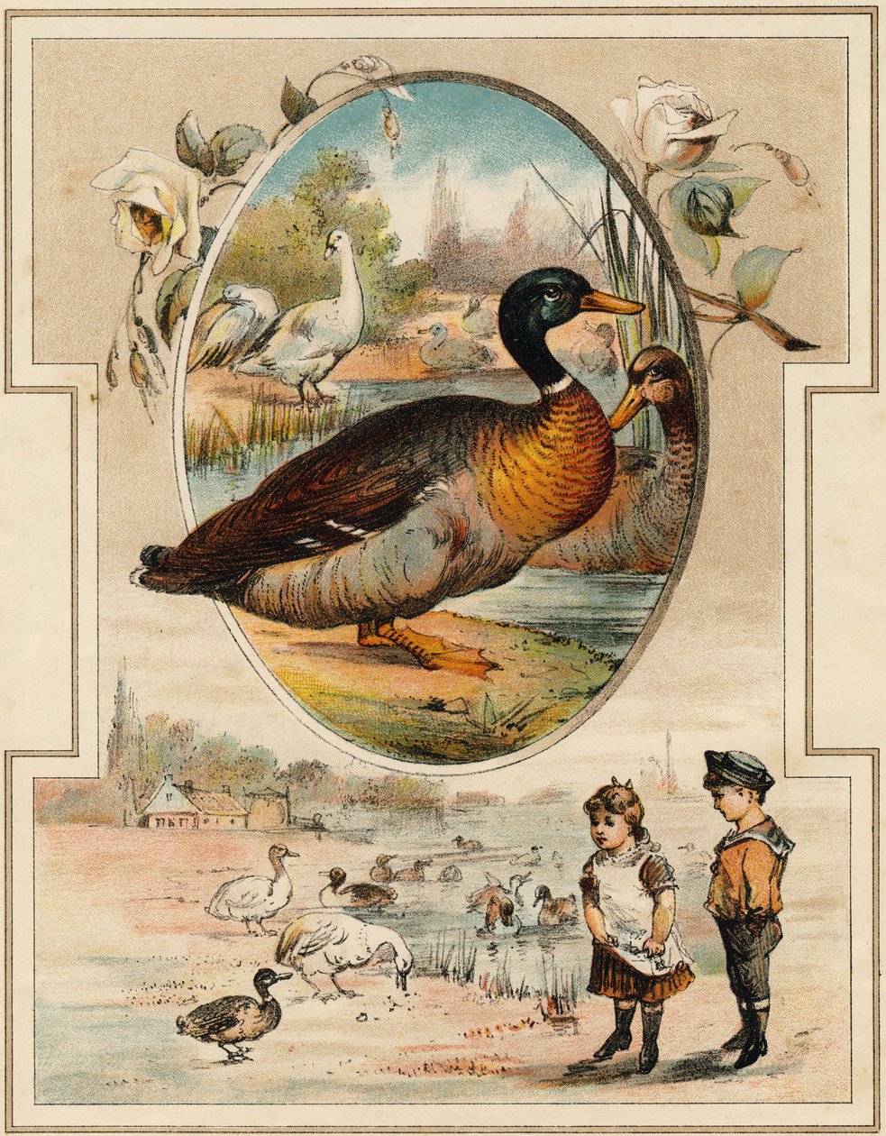 Anda. Gravering i "Mon premier Grand Alphabet". Bernardin-Bechet Edition, Paris, ca 1890. Illustrasjoner av A. des Lilleuls. Ingen side, 46 sider. Mål: 31x22 cm. av Unbekannt