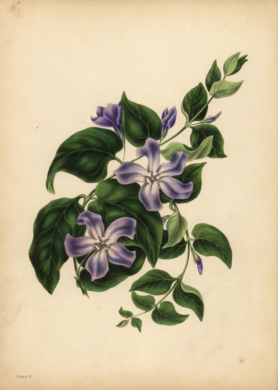 Den store blå periwinkle, Vinca major, Minnets gleder av Unbekannt