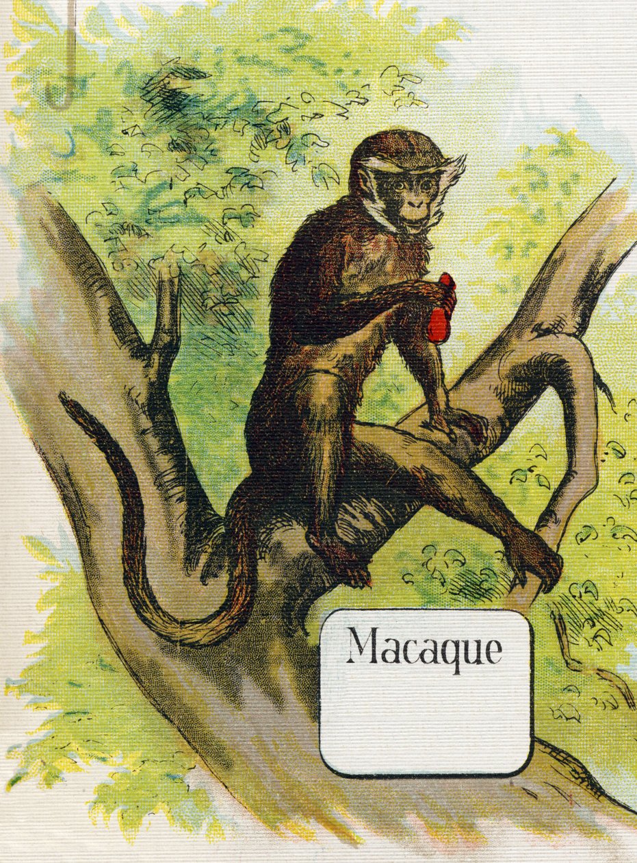 Makakken. Gravering i "ABC L'alphabet des bebes". Ubrytelig volum på lerret i kromolitografi. A. Capendu, redaktør, Paris. Tidlig på 1900-tallet, rundt 1905. Bilder av engelsk opprinnelse, akkompagnert av ord på fransk som tilsvarer hver forb av Unbekannt