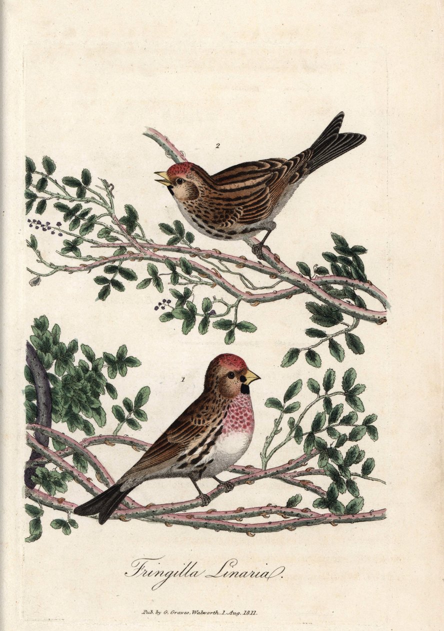 Sizerinen eller den lille linotten. Farget kobberstikk av George Graves, i British Ornithology. av Unbekannter Künstler