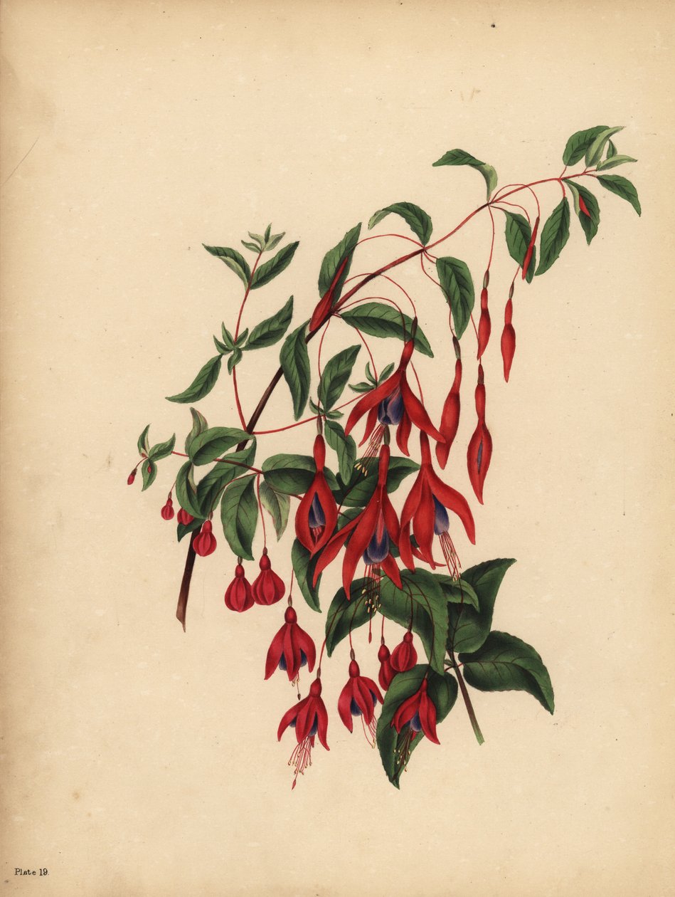 Den slanke og kule Fuchsia, Fuchsia magellanica, Smak av Unbekannt