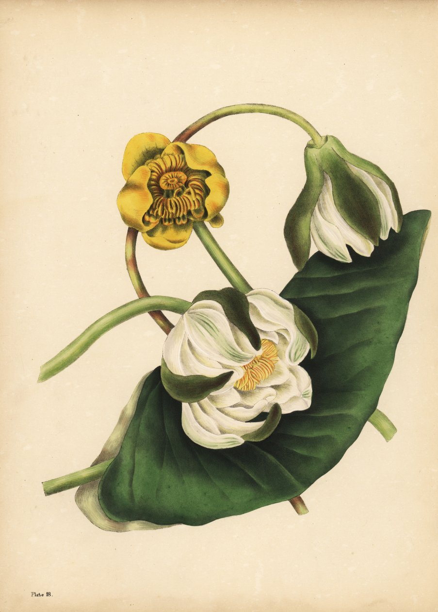 Den hvite vannliljen, Nymphaea odorata, og gul vannlilje, Nuphar lutea, Silence av Unbekannt
