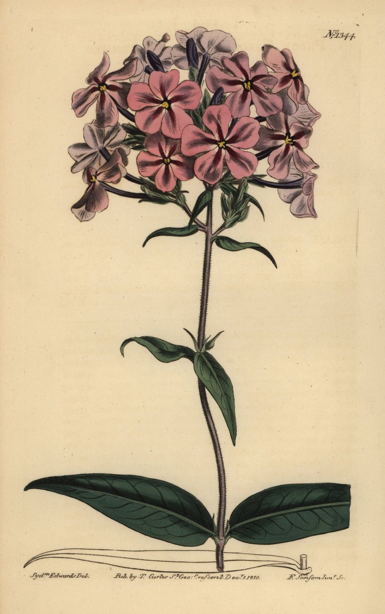 Thickleaf Phlox, Phlox carolina (Røstilket lychnidea) av Unbekannt