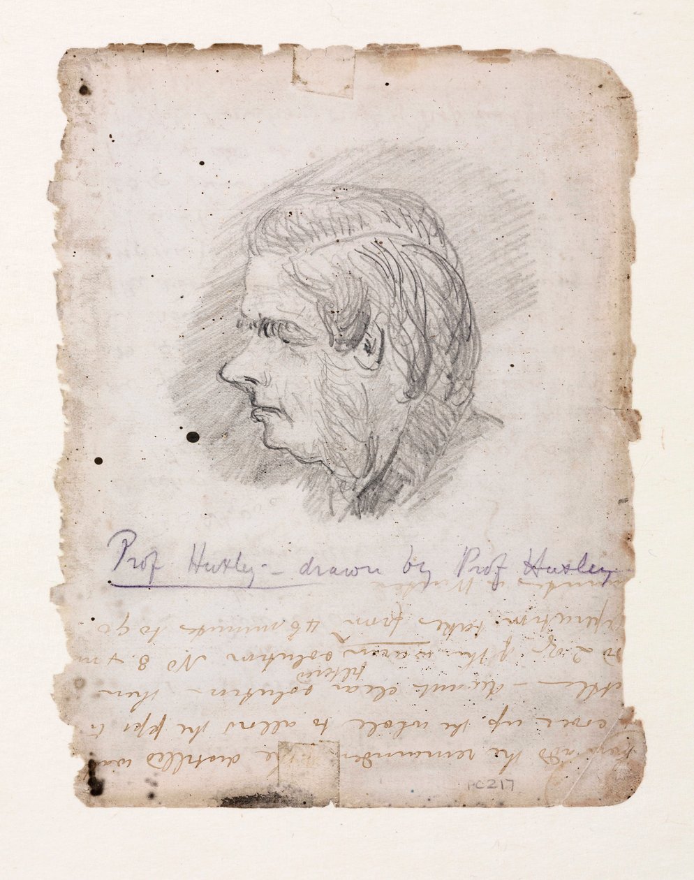 Thomas Henry Huxley , engelsk biolog, midten av slutten av 1800-tallet av Unbekannt