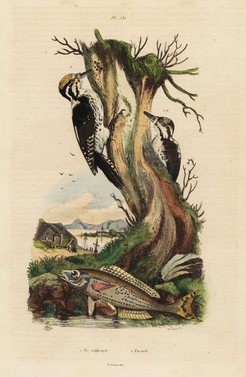 Tretået hakkespett, Picoides tridactylus 1, og picarel, Spicara smaris 2. Pic tridactyle, picarel av Unbekannt