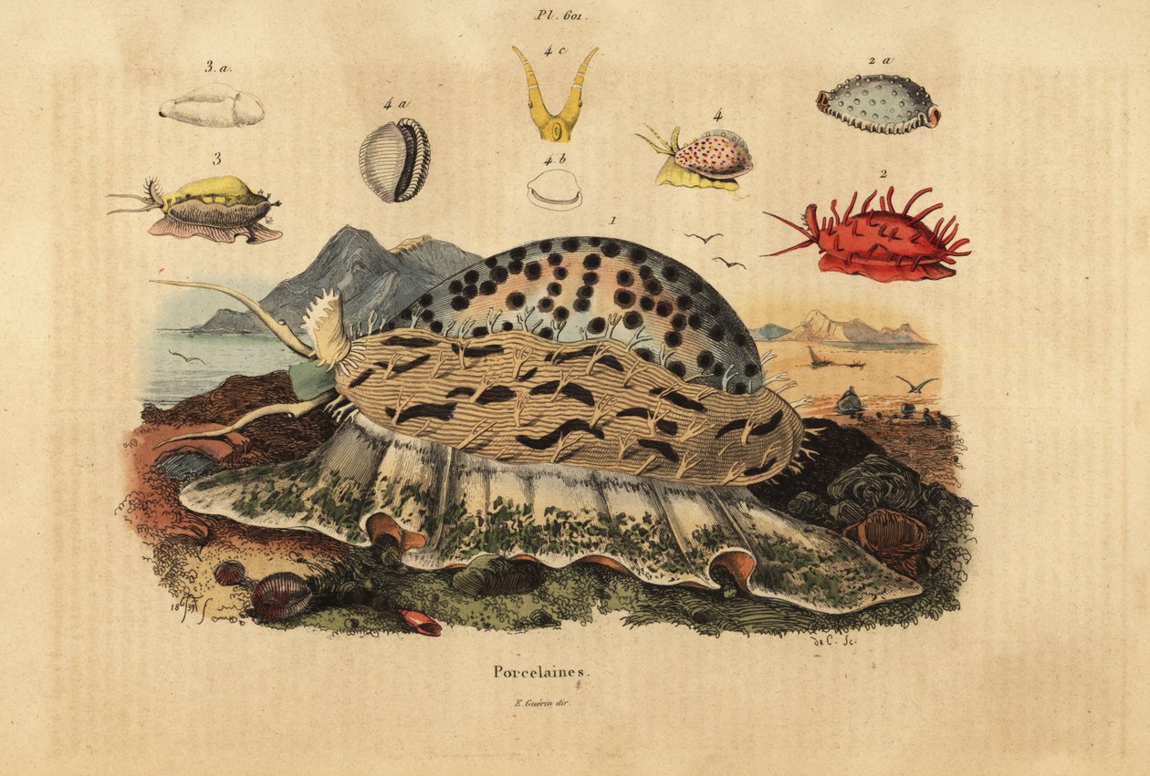Tiger cowrie, Cypraea tigris 1, rynket cowrie, Nucleolaria nucleus 2, money cowrie, Monetaria moneta 3 og Ellatrivia merces 4, Porcelaines av Unbekannt