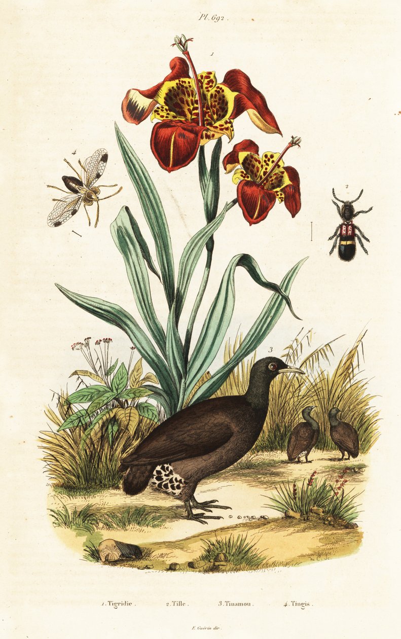 Tiger iris og flott tinamou. av Unbekannter Künstler