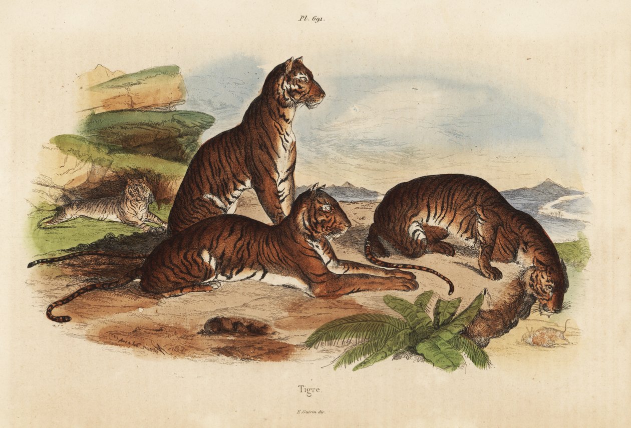 Tigre, Panthera tigris, truet av Unbekannt