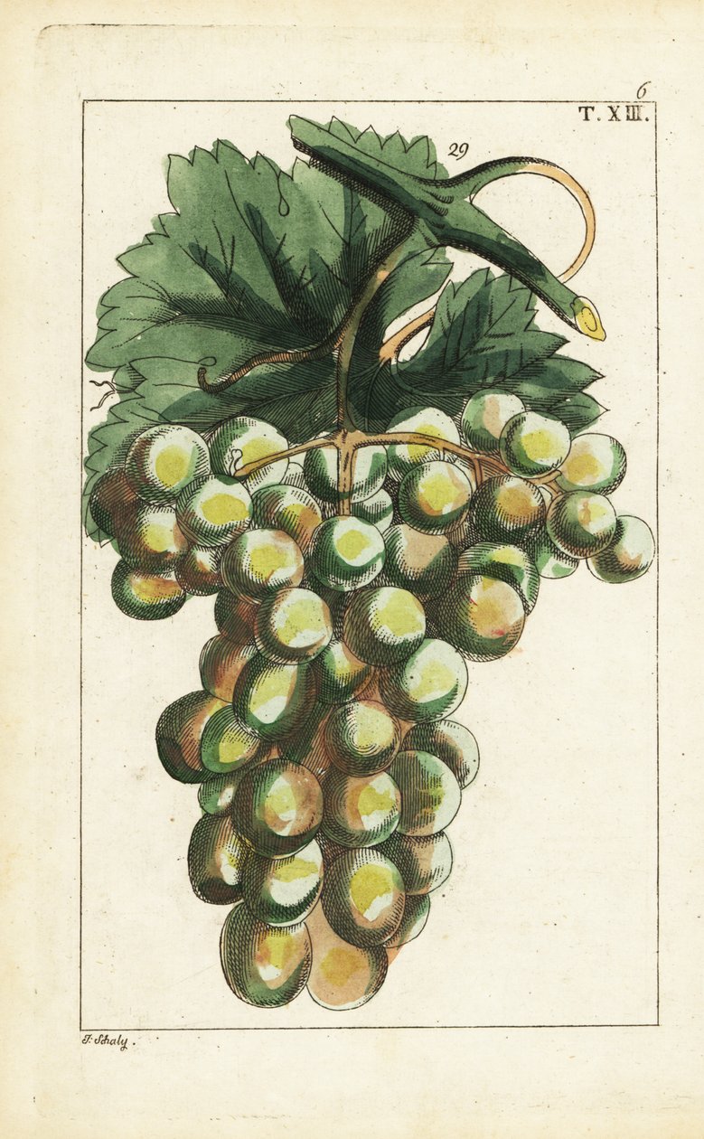 Traminar utvalg av druer, Vitis vinifera. av Unbekannter Künstler